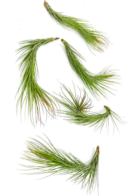 ragnaroc Air Plants - Tillandsia Funckiana Hybrid, Large 5-7" - 5ct - Live Arrival Guaranteed