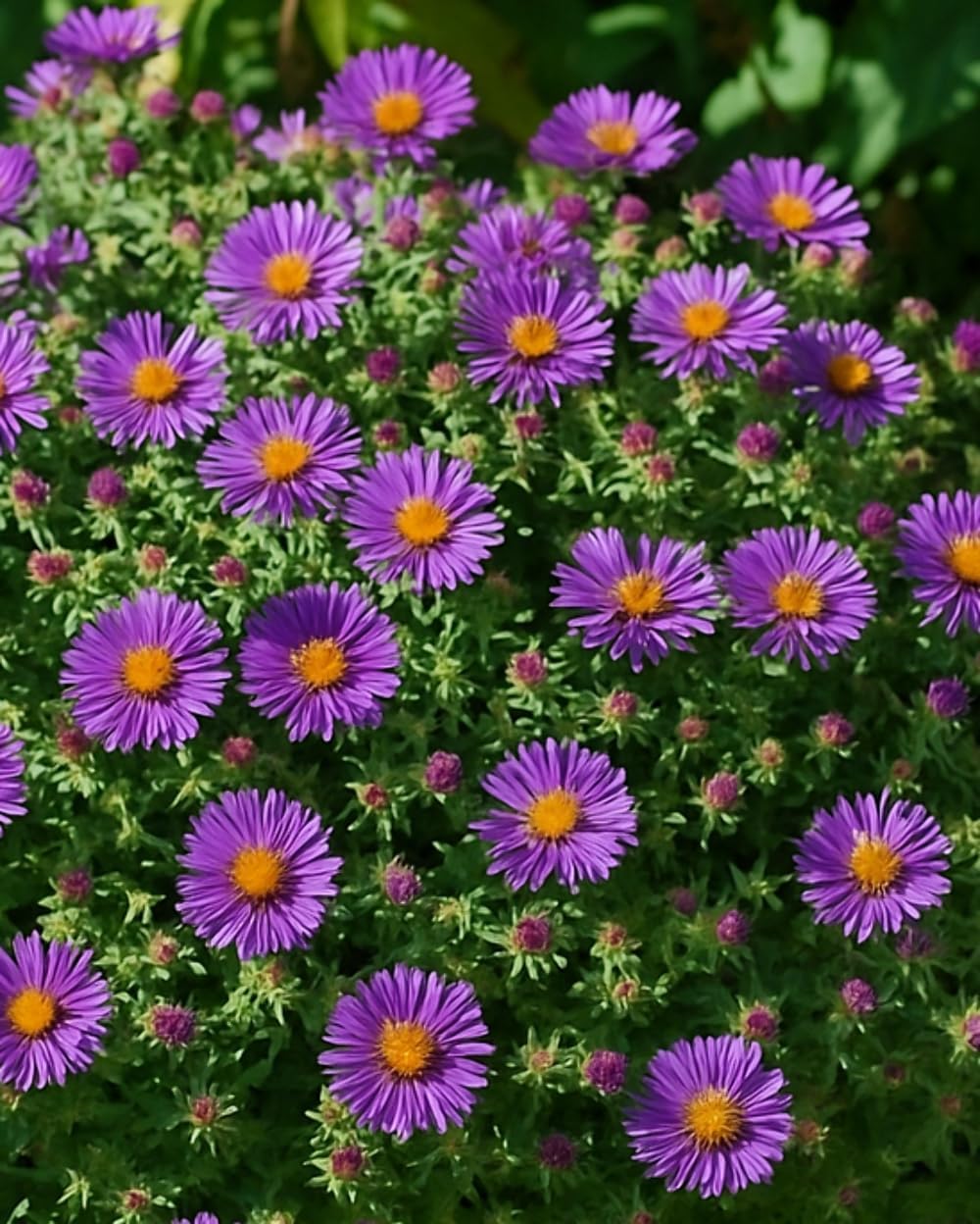 Perennial Farm Aster Novae-Angliae 'Purple Dome' – Live Dwarf New England Perennial in #1