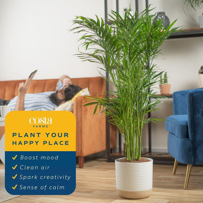 Costa Farms Cat Palm Live Plants in Decorative Pot, Large Indoor Houseplant, Perfect for Home