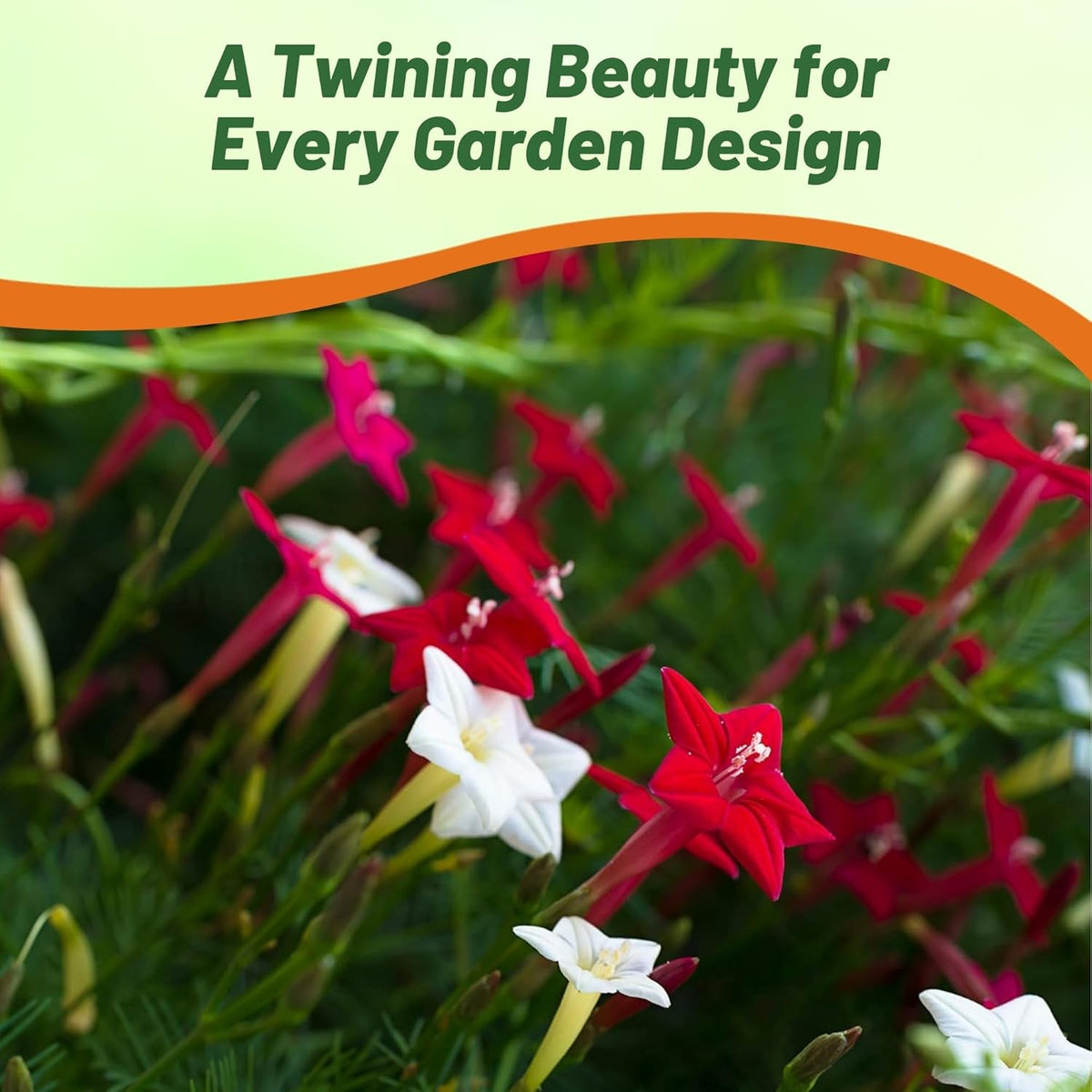 Outsidepride Mixed Cypress Vine Seeds - 200 Pcs Annual Flower Seeds with Nectar-Rich, Star-Shaped