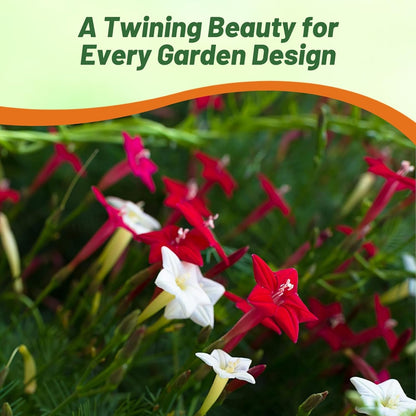 Outsidepride Mixed Cypress Vine Seeds - 200 Pcs Annual Flower Seeds with Nectar-Rich, Star-Shaped