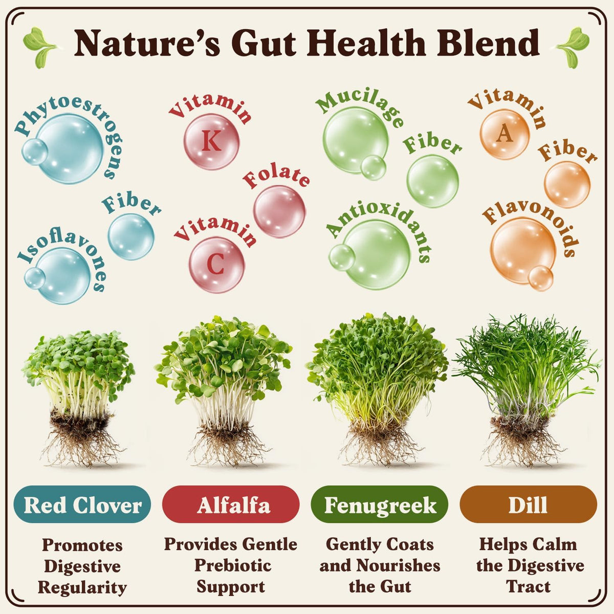 Seedboy Organic Non-GMO Sprouting Seeds, Gut Health Blend – USA Grown Microgreens Mix with Clover