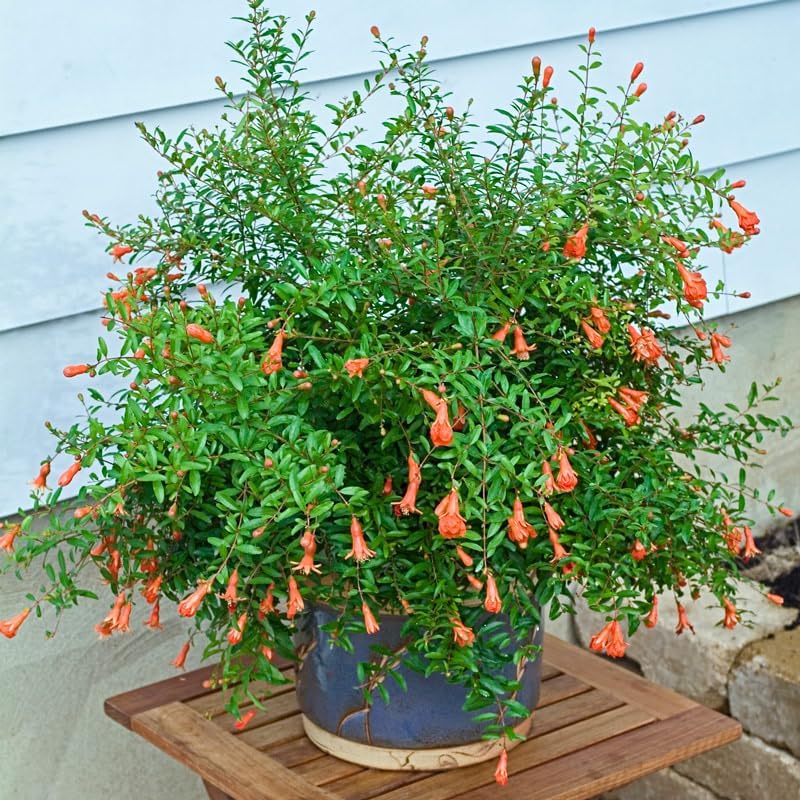 Live Dwarf Pomegranate Plant (Punica Granatum) - Compact, Ornamental Fruit Bearing Shrub