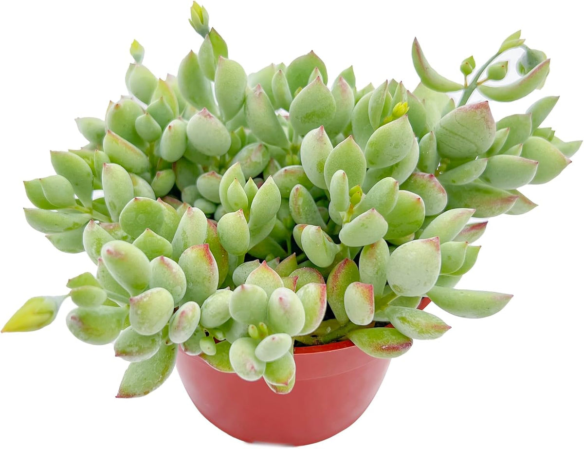 Live Succulents 'Cotyledon Pendens' (4-inch), Succulent Plants Fully Rooted in Pots with Soil