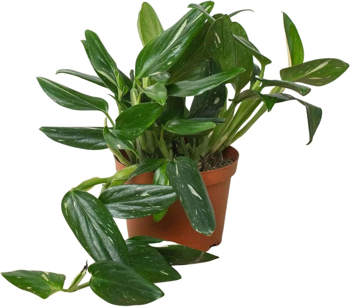 Monstera Standeleyana Albo Variegated Live Plant for Indoor | Different Houseplants in 4'' & 6''