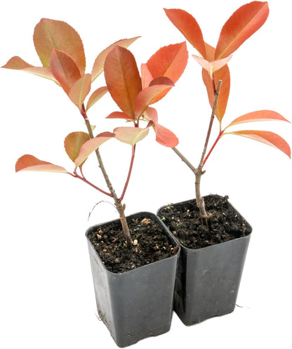 2 Red Tip Photinia/Photinia x Fraseri, Thriving in Extra Deep Nursery Cubes