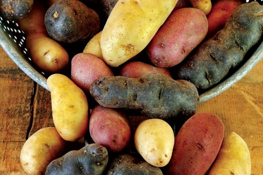Fingerling Certified Seed Potato Mix 2LB Whole Potatoes Great for Organic Gardeners Easy to Grow