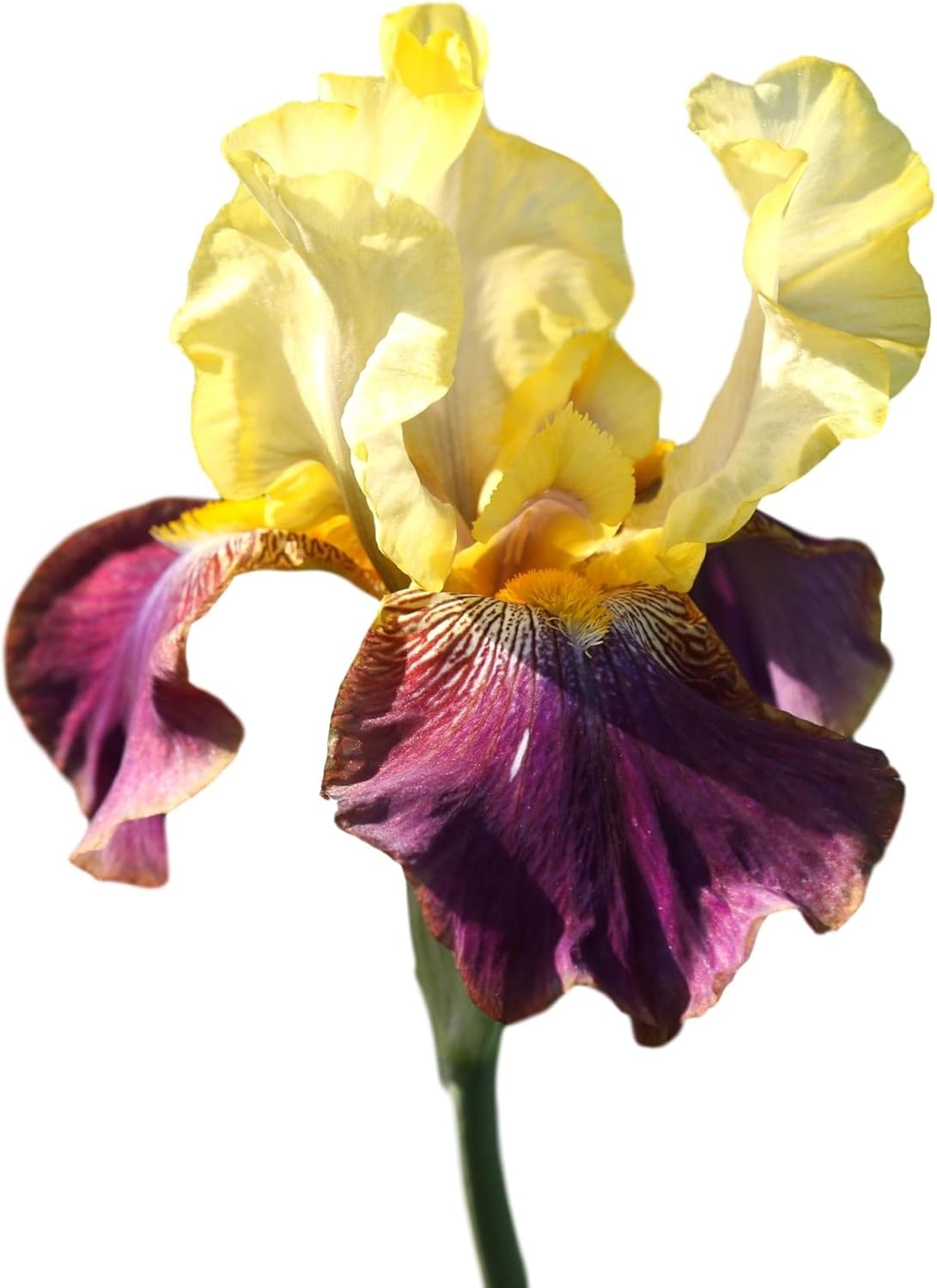 Easy to Grow Bearded Iris Blatant - 9 Plant Bulbs Rhizomes, Purple & Yellow Flowers in Spring to
