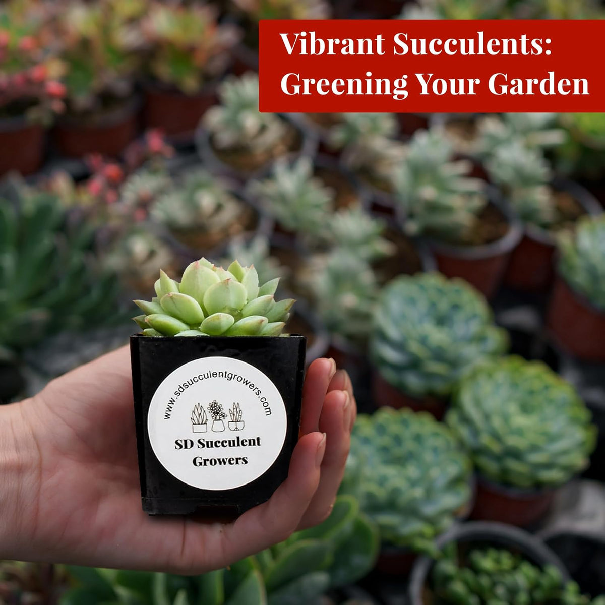 Live Succulents Plants Mystery Pack - Variety of Well Rooted Plants in 2 Inch Pots - Real, Small