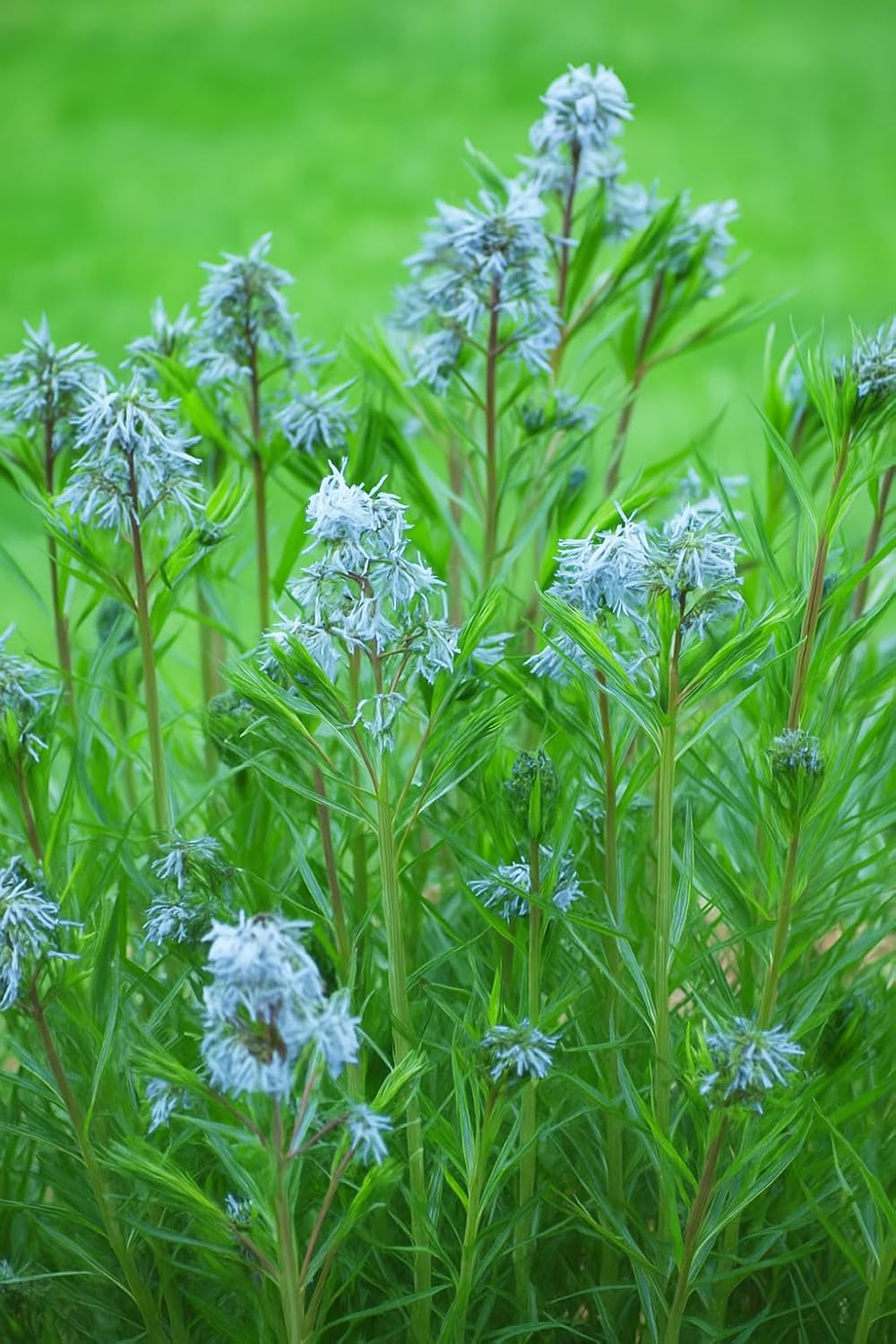 Perennial Farm Amsonia Hubrichtii – LLive Threadleaf Bluestar Perennial Plant, Size #1 Container
