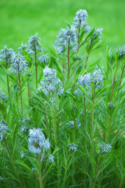 Perennial Farm Amsonia Hubrichtii – LLive Threadleaf Bluestar Perennial Plant, Size #1 Container