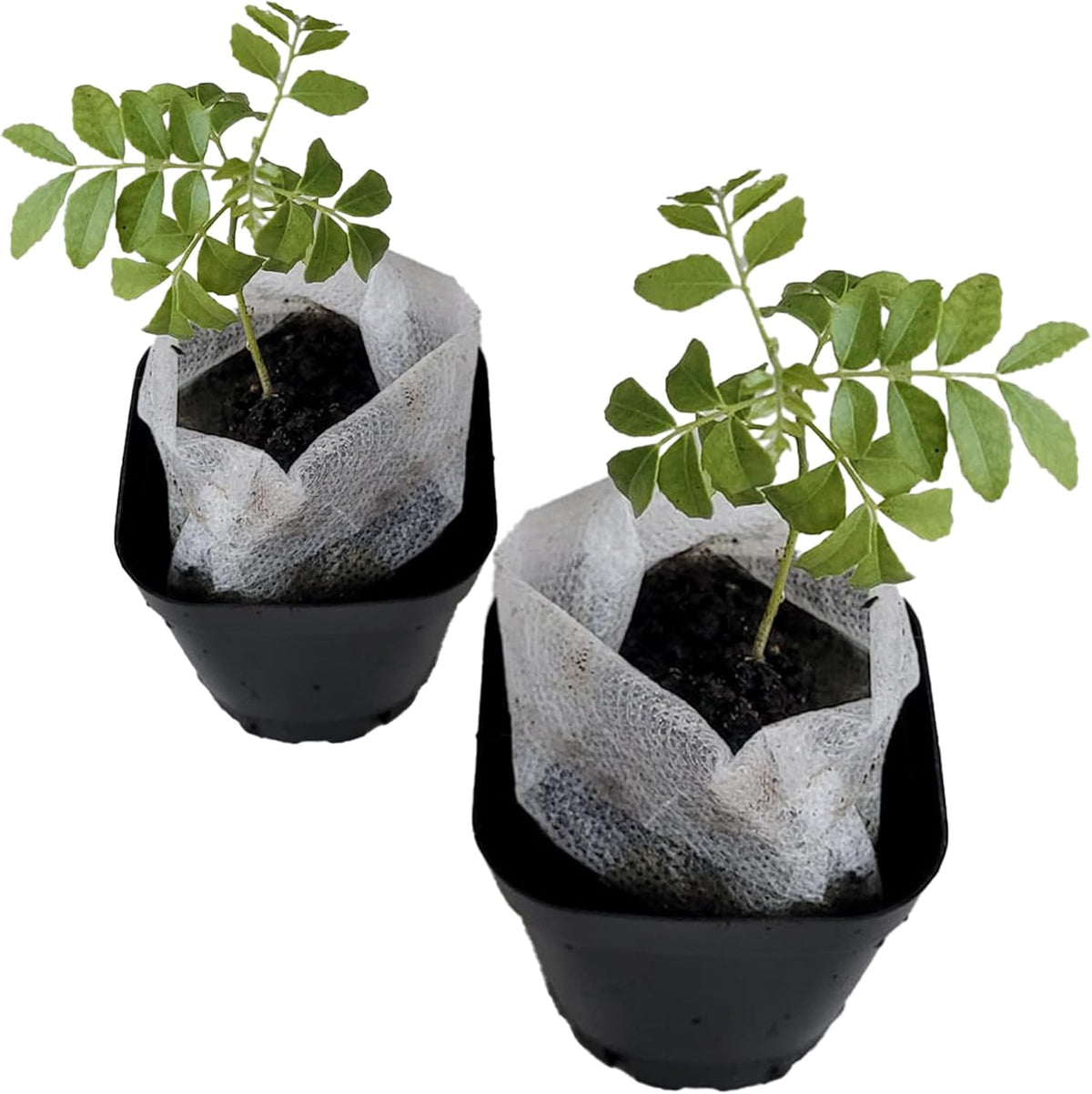 Curry Leaf Plant. Live Plant. Fragrant, Beautiful, Edible. Easy Grow. Indian Cooking Must Have.