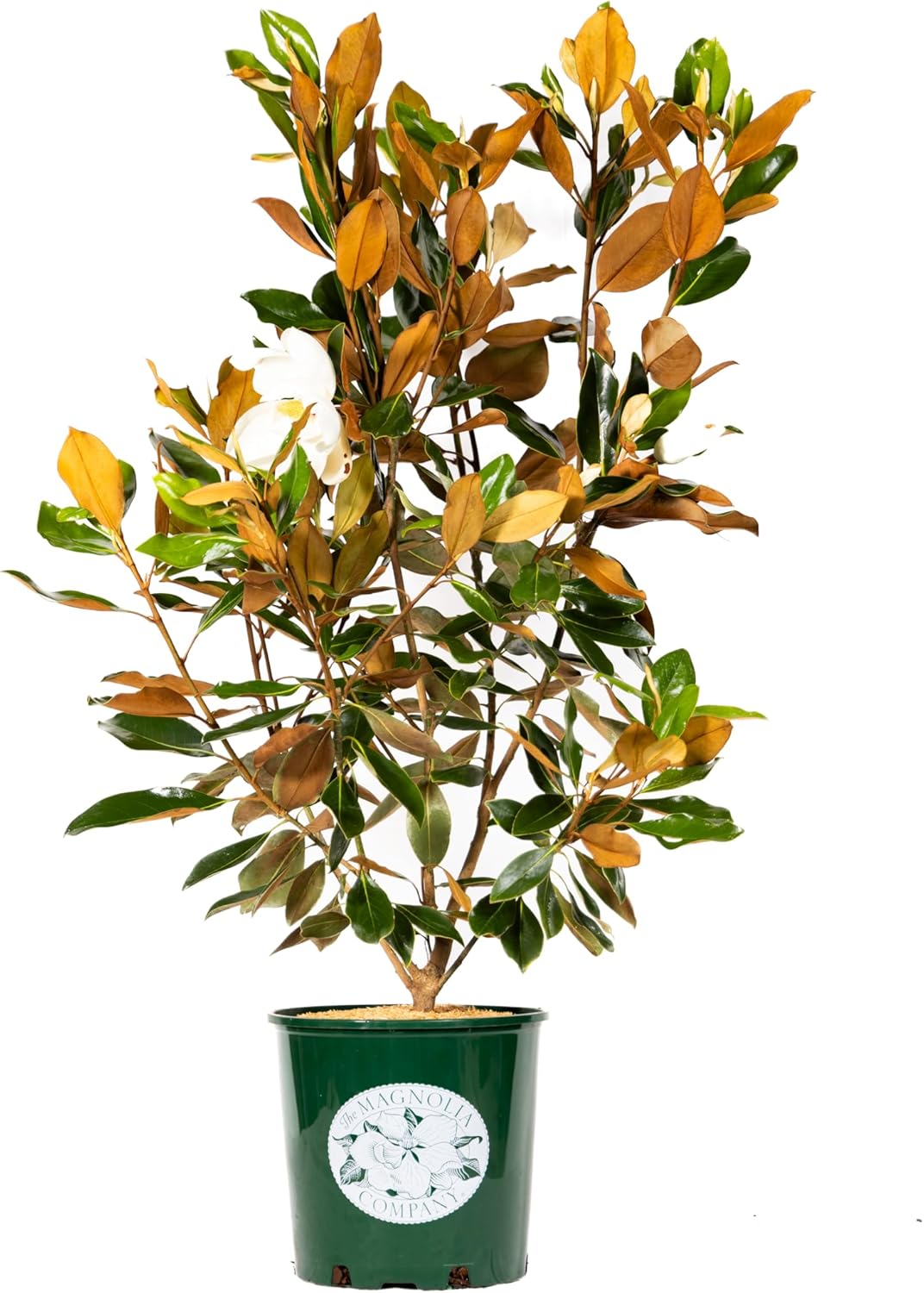 Magnolia Tree Little Gem Variation, Live Plant, Magnolia Flower, 3-4 Feet Tall, Low Maintenance