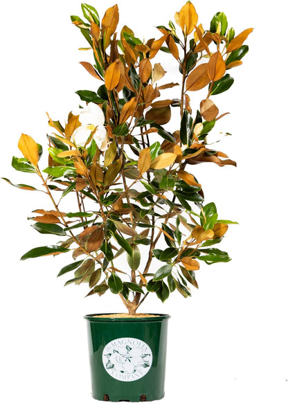 Magnolia Tree Little Gem Variation, Live Plant, Magnolia Flower, 3-4 Feet Tall, Low Maintenance