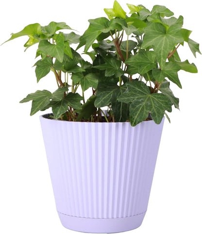 Thorsen's Greenhouse Live Green English Ivy Plant, Hedera Helix, Natural Air Purifier, Easy to