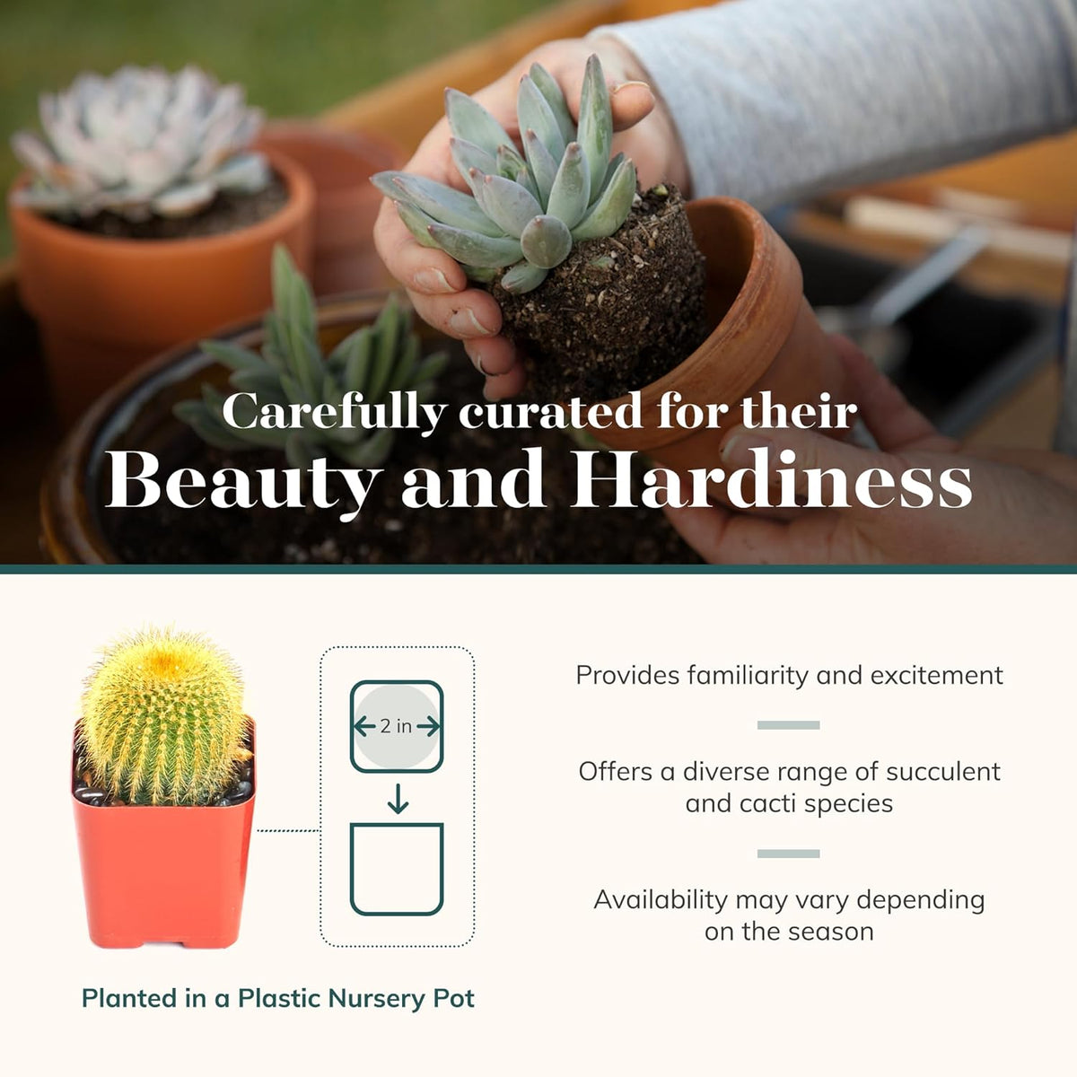 Shop Succulents Premium Live Mini Cactus and Succulent Plants in 2" Pots, Easy Care Indoor or
