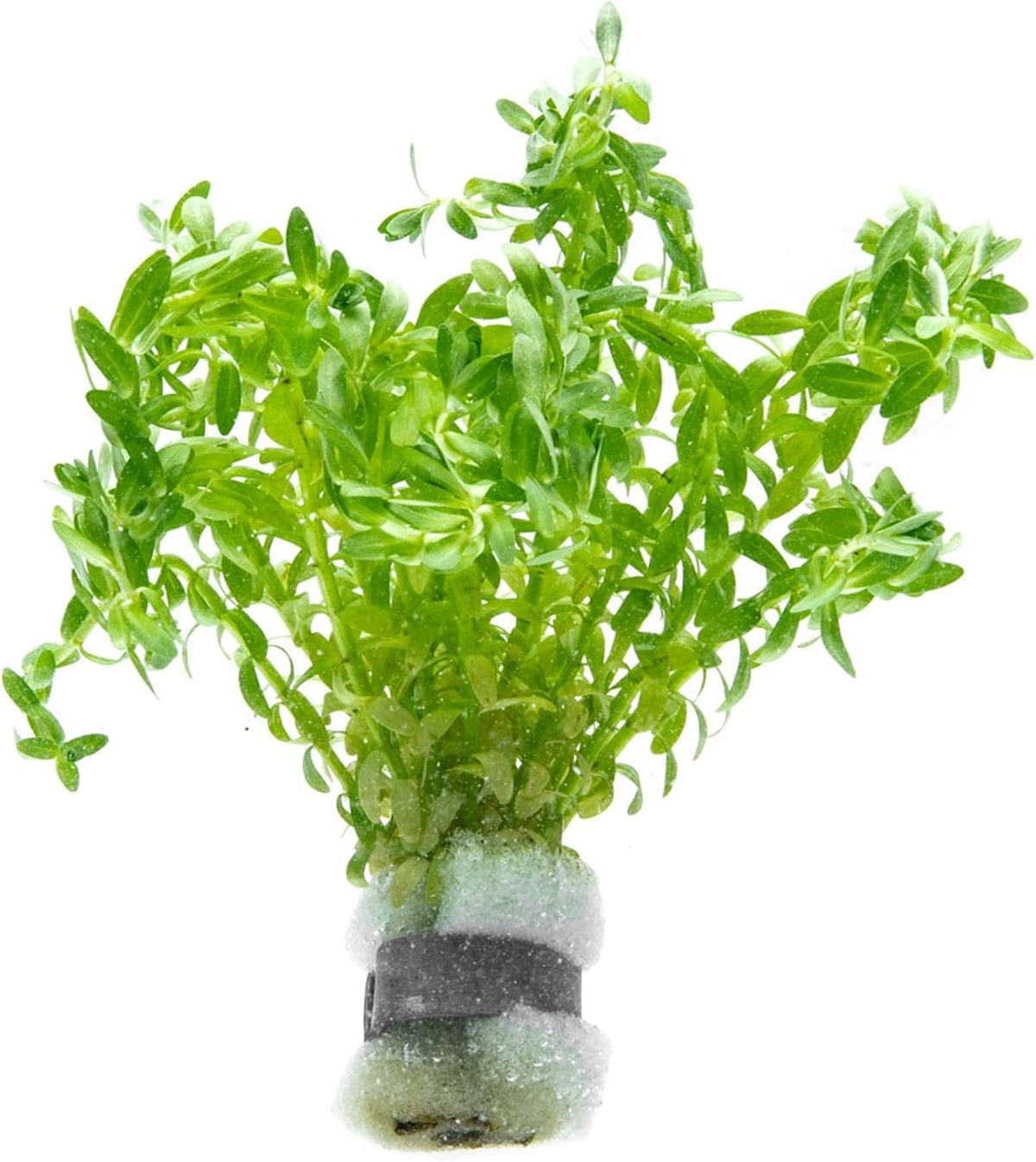 SubstrateSource Live Plants – Water Hedge (Didiplis Diandra) – High Light, Green with Red Tips