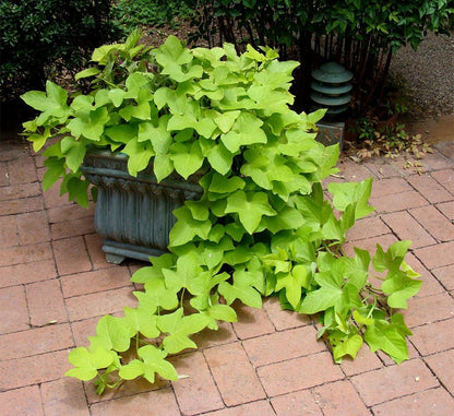 American Plant Exchange Lime Sweet Potato Vine – 6-Inch Pot – Live Trailing Foliage Plant