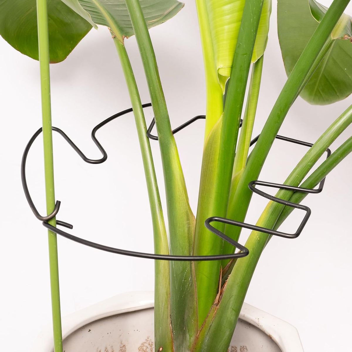 5PCS Monstera Plant Stem Support - 11 * 9.4 Inches, Durable Metal Stake Holder, Adjustable for
