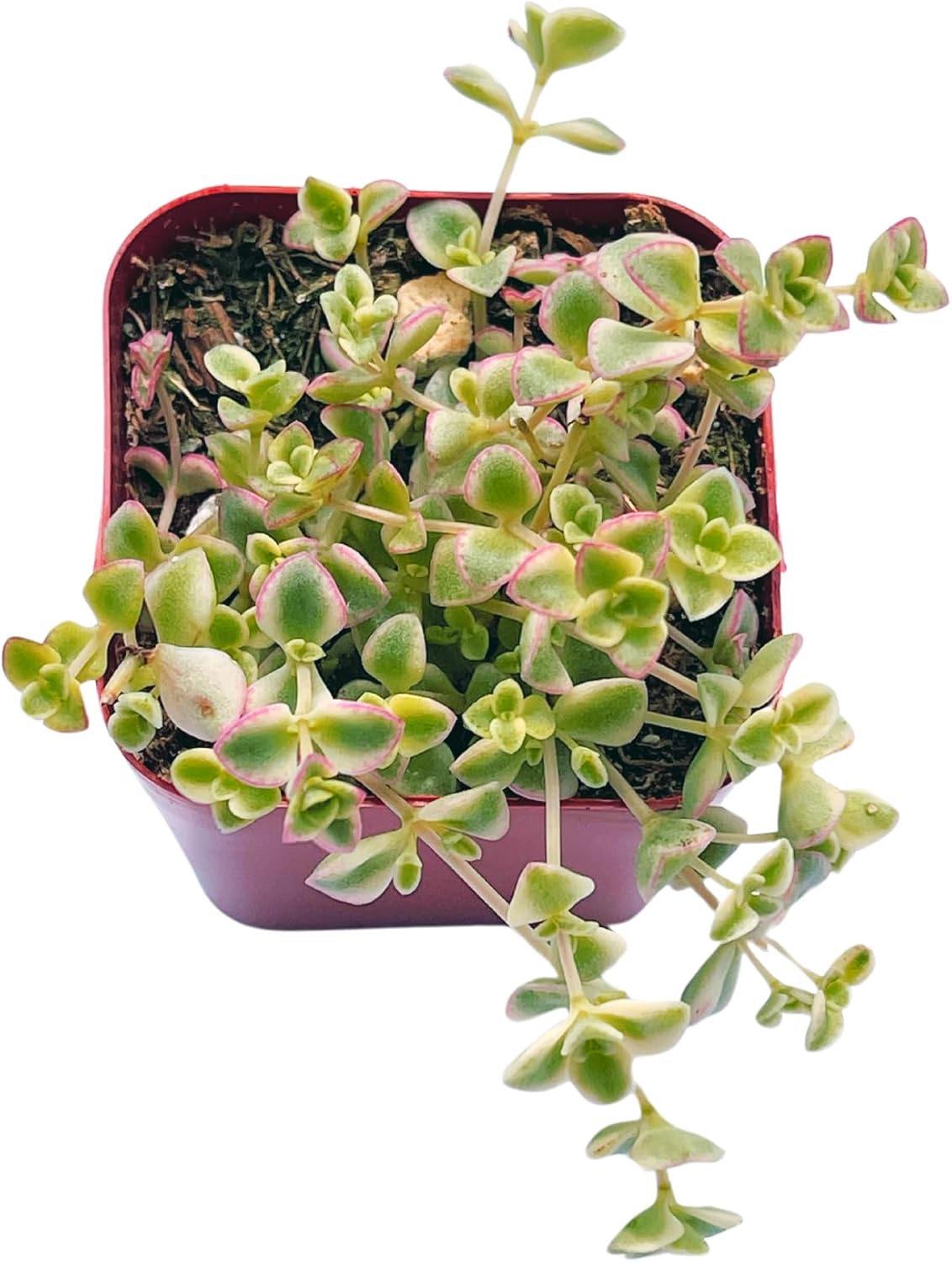 Succulents Plants Live 2" Sedum Little Missy, Live Mini Succulent Plants, Easy Care House Plants