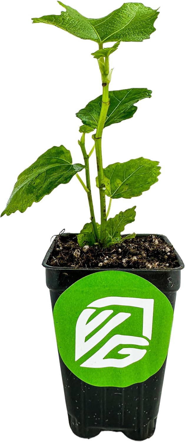 LSU Gold Fig Tree Starter Plant - Ficus carica by Wellspring Gardens - Fig Live Plants- Fig Tree
