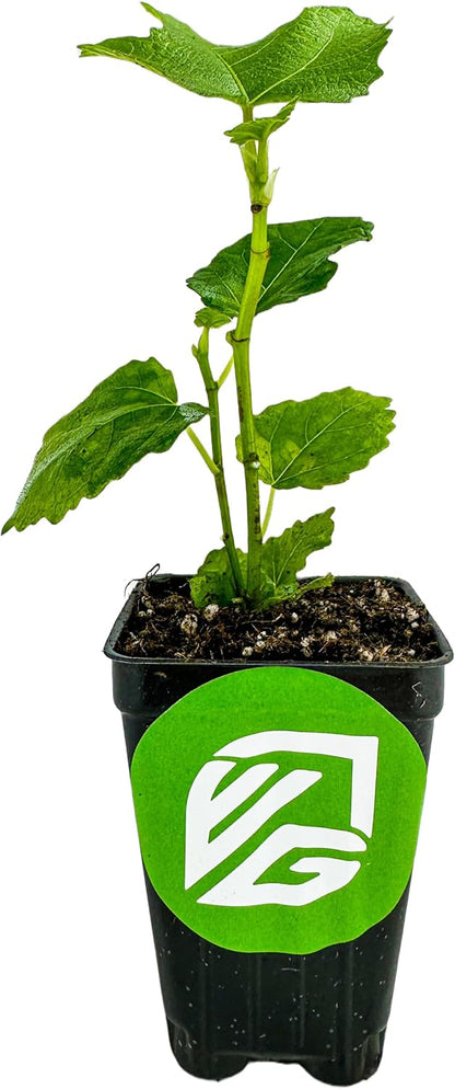 LSU Gold Fig Tree Starter Plant - Ficus carica by Wellspring Gardens - Fig Live Plants- Fig Tree