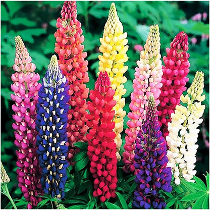 Russell Lupine Seeds Perennial - Grows 40" Tall - Perennial Wildflowers for Winter & Fall Planting