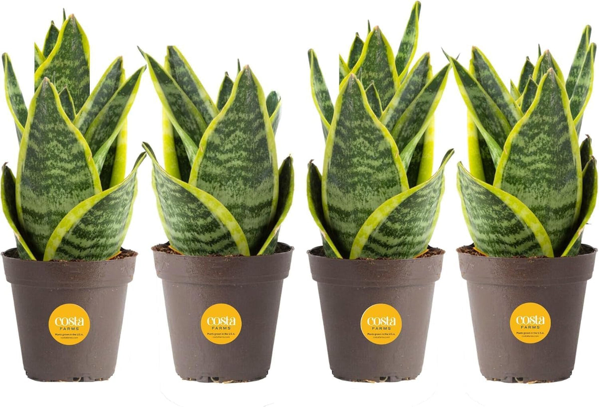 Costa Farms Snake Plant (4-Pack), Spring Decor, Giftable Plant Item, Live Indoor and Outdoor