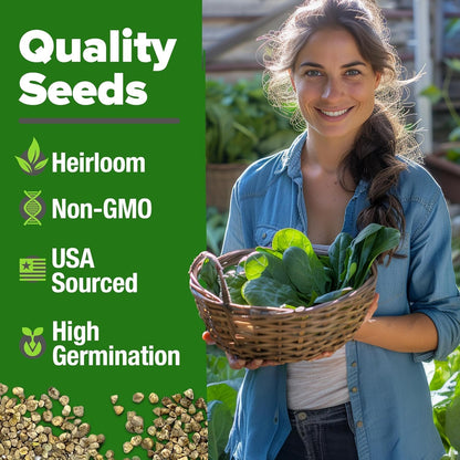 HOME GROWN Bloomsdale Spinach Seeds - 2 Bulk Packs (Spinacia oleracea) – 704 High Germination