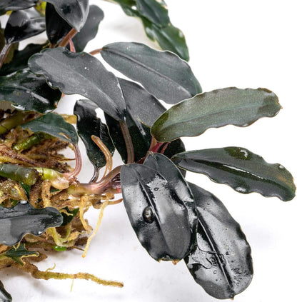 SubstrateSource Bucephalandra Deep Purple Live Aquarium Plant - Natural Freshwater Fish Tank