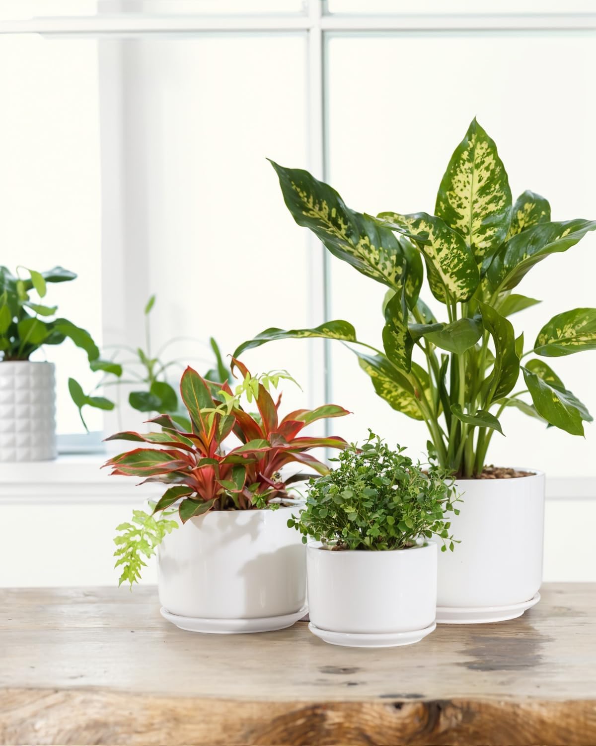 EFISPSS Plant Pots, 4+5+6 Inch Pots for Indoor Plants, Ceramic Planter Pot with Drainage Hole