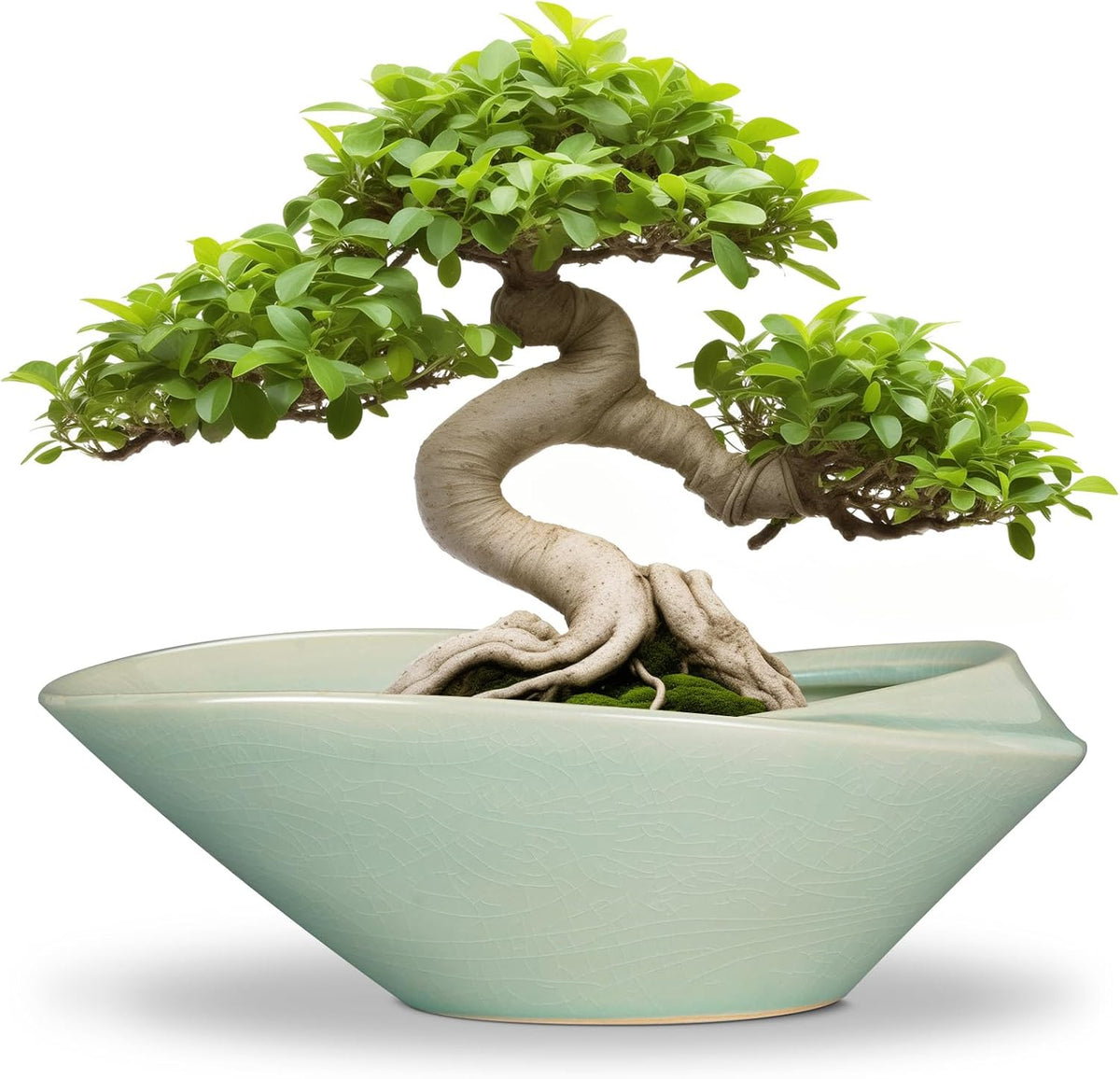 Bonsai Pot - 12 Inch Ceramic Planter Pot with Drainage Hole Large Modern Planter Decorative Glazed