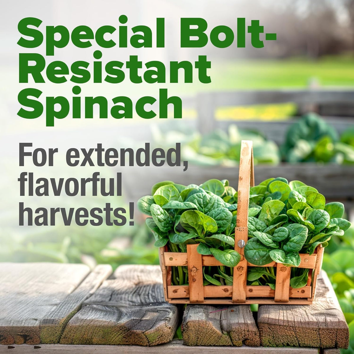HOME GROWN Bloomsdale Spinach Seeds - 2 Bulk Packs (Spinacia oleracea) – 704 High Germination