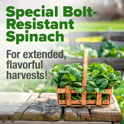 HOME GROWN Bloomsdale Spinach Seeds - 2 Bulk Packs (Spinacia oleracea) – 704 High Germination
