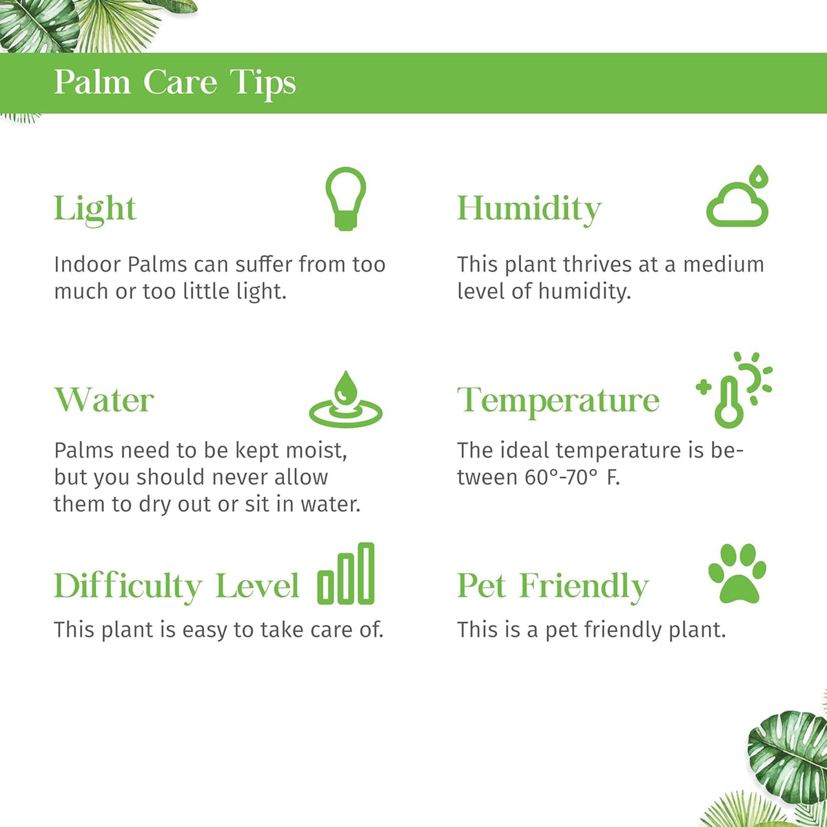 Parlor Palm Live Plant for Indoor | Different Houseplants in 3'' Pot | Real House Plant for Living