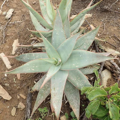 Coral Aloe Plants (Aloe striata) - Live Succulent with Striking Pink Edges and Smooth, Flat Leaves
