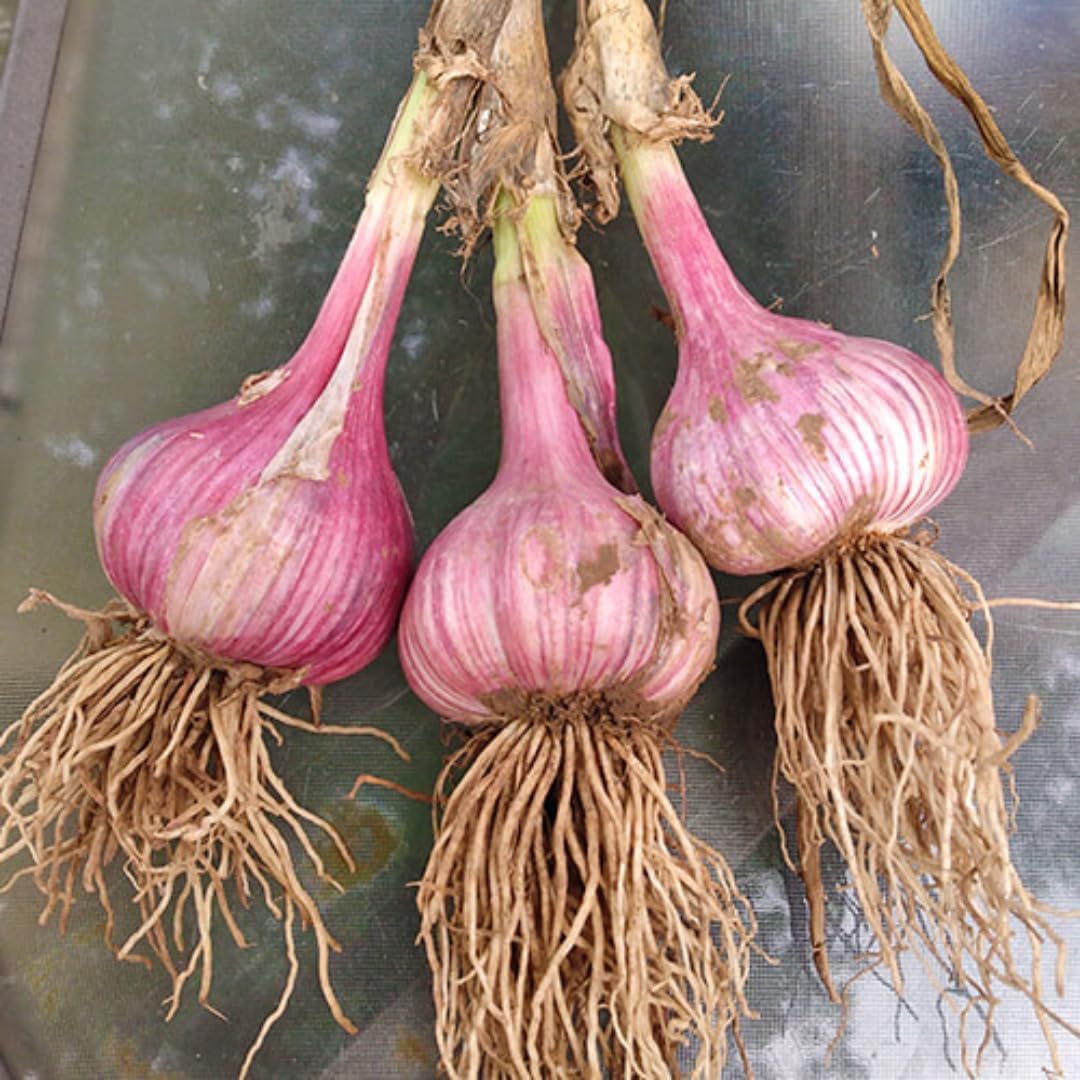 1 Pound Hard Neck Garlic for Planting in Fall, Assorted Mixed Garlic Bulb for Planting, Fresh and