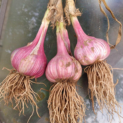 1 Pound Hard Neck Garlic for Planting in Fall, Assorted Mixed Garlic Bulb for Planting, Fresh and