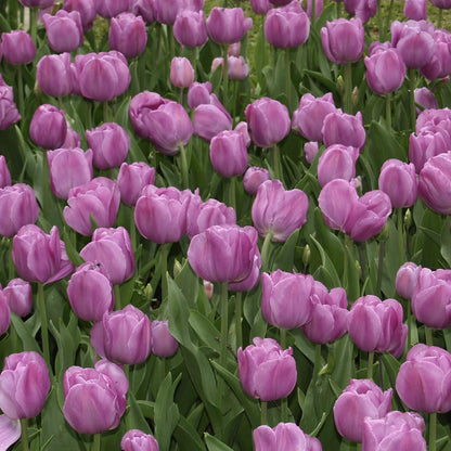 Lavender Purple Triumph Tulip Flowers – Gardener’s Favorite 10‑Bulbs| Pure & Variegated