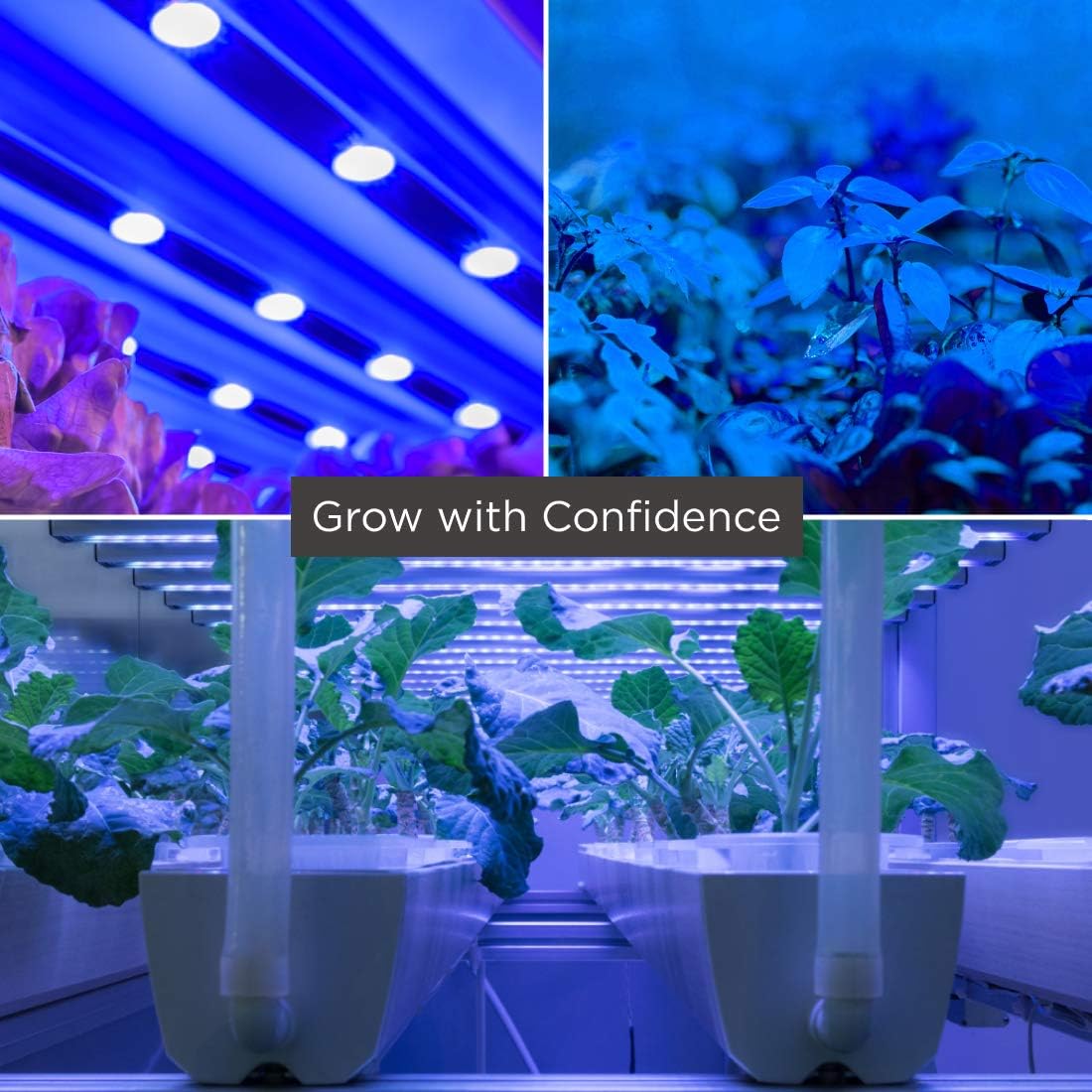 GoodBulb 60W Plant Grow Light Bulb | Blue Color A19 Shape & E26 Base High Output Grow Light Ideal