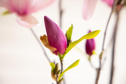 Fairy Magnolia Tree Fragrant Blush Flowering Evergreen Shrub for Landscaping, Hedges and Gardens