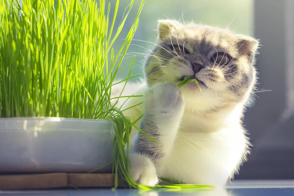 Organic Cat Grass Growing Medium by Gardenera - Create a Safe and Healthy Environment for Your Cat
