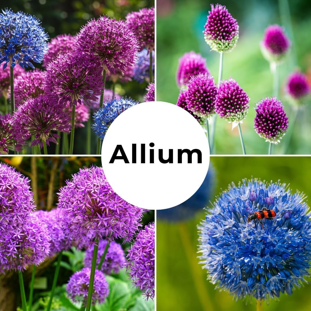 Purple Allium Bulbs for Planting - Easy to Grow Perennial Flowers, Top Size Bulbs, Large Spherical