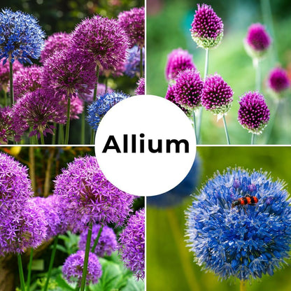 Purple Allium Bulbs for Planting - Easy to Grow Perennial Flowers, Top Size Bulbs, Large Spherical