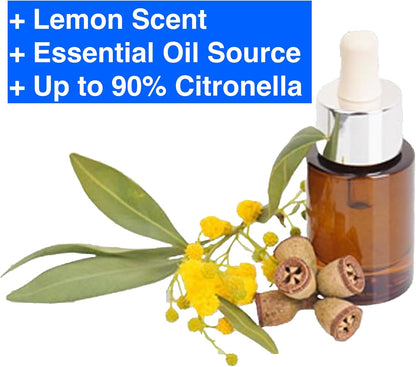 Lemon Eucalyptus (Corymbia citriodora) Live Plant - Fragrant Indoor/Outdoor Plant with Natural