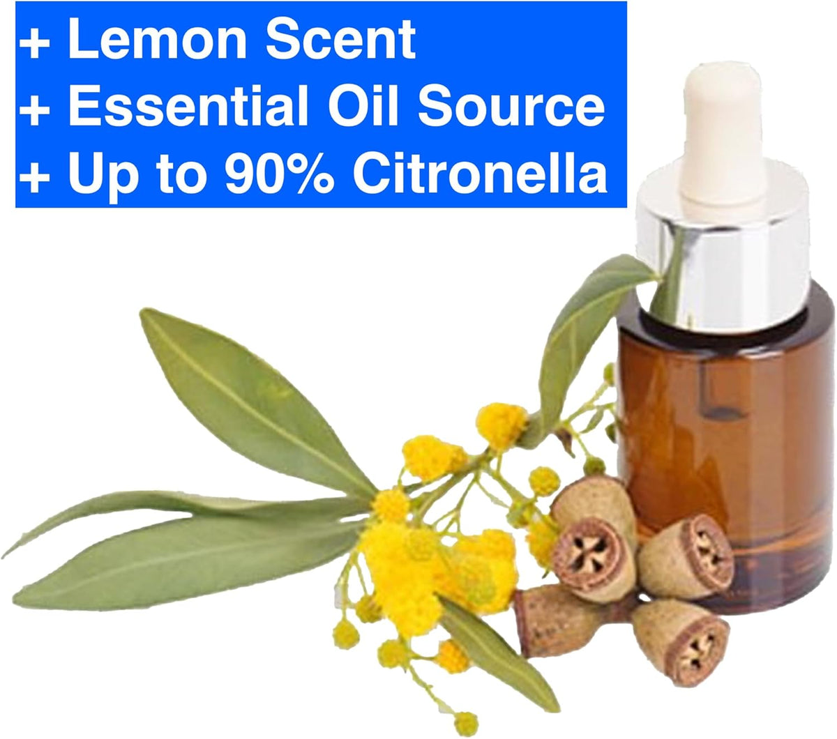 Lemon Eucalyptus (Corymbia citriodora) Live Plant - Fragrant Indoor/Outdoor Plant with Natural