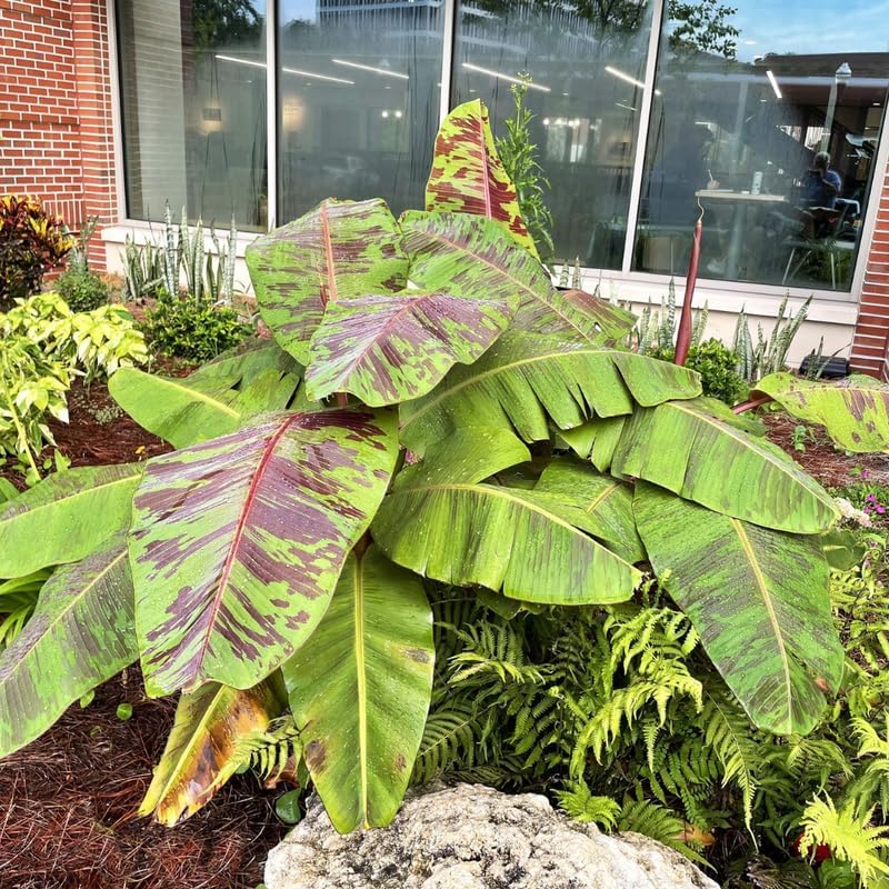 Zebrina Banana Plant Live, 4-6" Tall Well-Rooted for Indoor Tropical Displays, Cold Hardy Banana