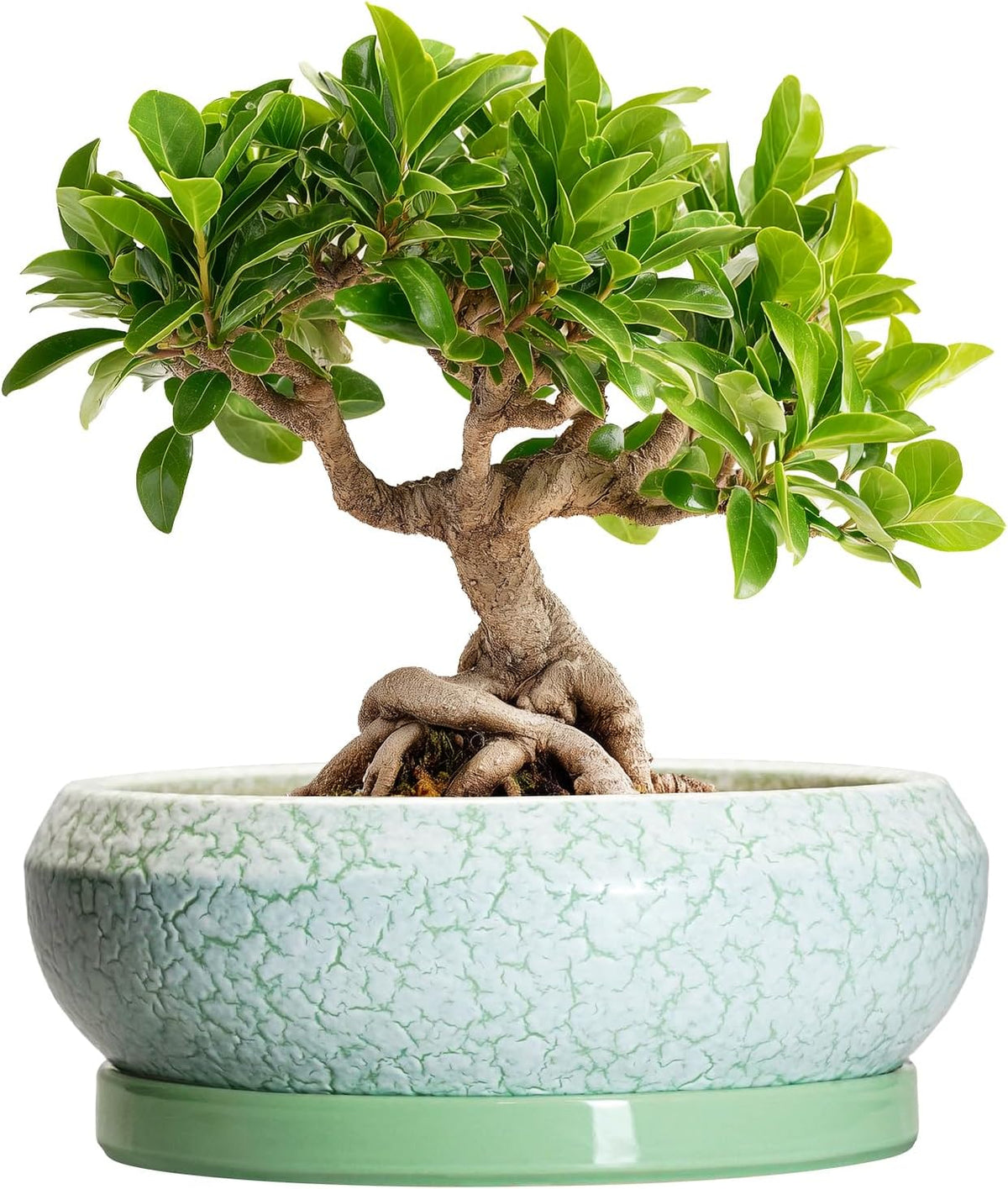 Bonsai Pots Ceramic - 8 Inch Succulent Pots Indoor Outdoor, Shallow Planters with Drainage Hole and