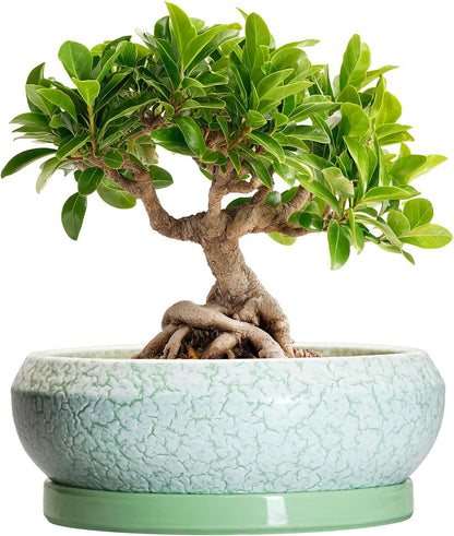 Bonsai Pots Ceramic - 8 Inch Succulent Pots Indoor Outdoor, Shallow Planters with Drainage Hole and