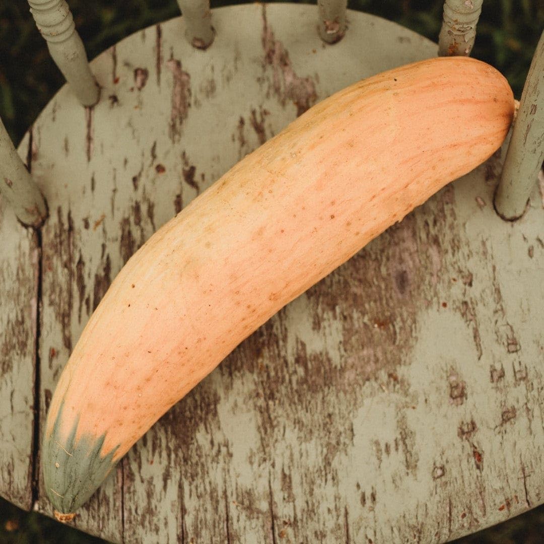 North Georgia Candy Roaster Squash - 25 Seeds - Extra Sweet Heirloom Banana Squash Variety, Non-GMO